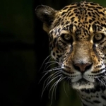 Mengenal Perbedaan Cheetah, Leopard, dan Jaguar! Tiga Kucing Besar dengan Corak yang Kerap Disamakan
