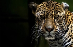 Mengenal Perbedaan Cheetah, Leopard, dan Jaguar! Tiga Kucing Besar dengan Corak yang Kerap Disamakan