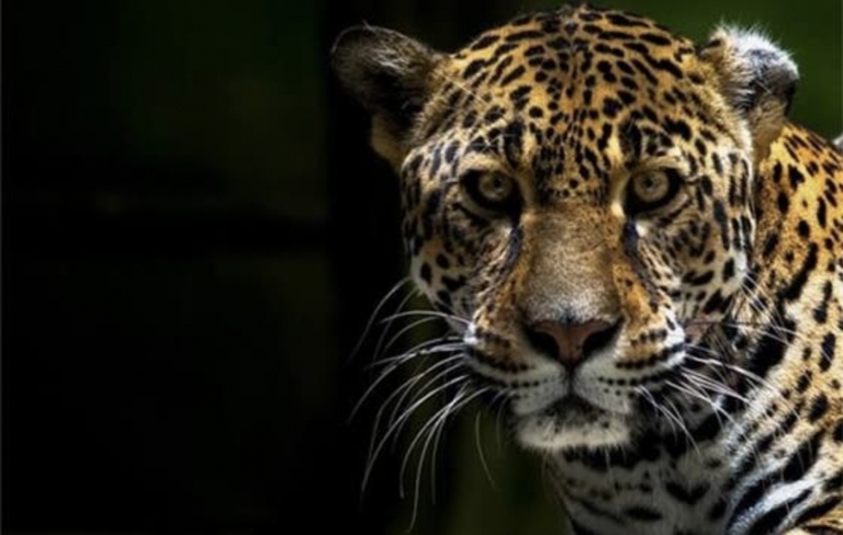 Mengenal Perbedaan Cheetah, Leopard, dan Jaguar! Tiga Kucing Besar dengan Corak yang Kerap Disamakan