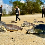 21 Penyu Hijau Korban Perdagangan Ilegal Dilepas ke Laut di KEK Kura Kura Bali, Habitat Aman Jadi Alasan Utama