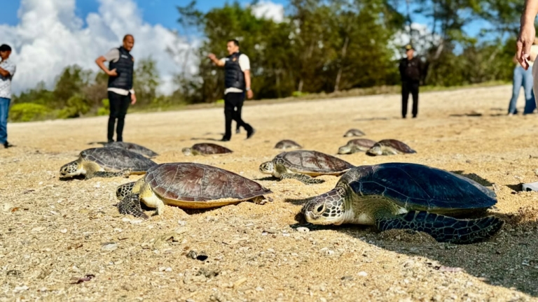 21 Penyu Hijau Korban Perdagangan Ilegal Dilepas ke Laut di KEK Kura Kura Bali, Habitat Aman Jadi Alasan Utama