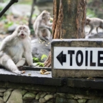 Monkey Forest Ubud Klarifikasi Video Instagram Toilet Rusak, Total Ada 15 Titik Toilet untuk Pengunjung