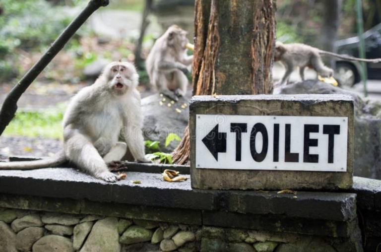 Monkey Forest Ubud Klarifikasi Video Instagram Toilet Rusak, Total Ada 15 Titik Toilet untuk Pengunjung