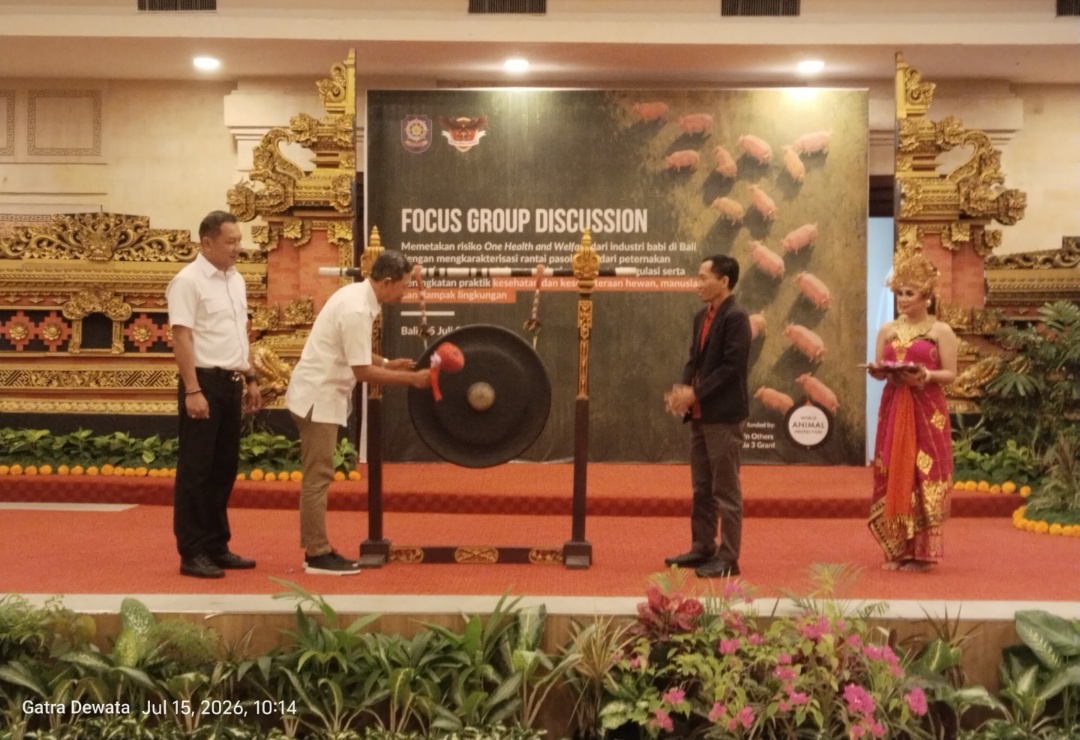 Bali Siapkan Regulasi Industri Babi, Satpol PP Dorong Peternak Lebih Sejahtera
