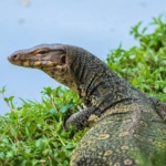 Jangan Sembarangan Membunuh Biawak, Ini Dampak Besar bagi Ekosistem dan Kehidupan Manusia