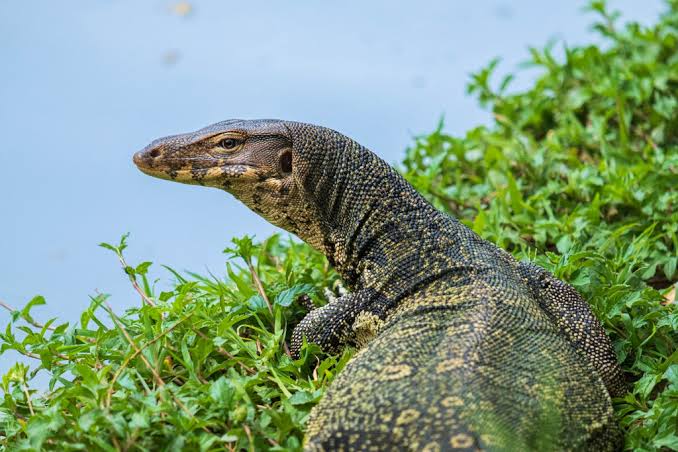 Jangan Sembarangan Membunuh Biawak, Ini Dampak Besar bagi Ekosistem dan Kehidupan Manusia
