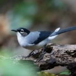 Black Headed Sibia, Burung Pegunungan Langka yang Memikat Lensa Fotografer