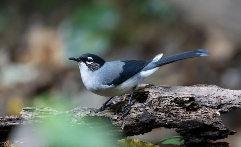 Black Headed Sibia, Burung Pegunungan Langka yang Memikat Lensa Fotografer